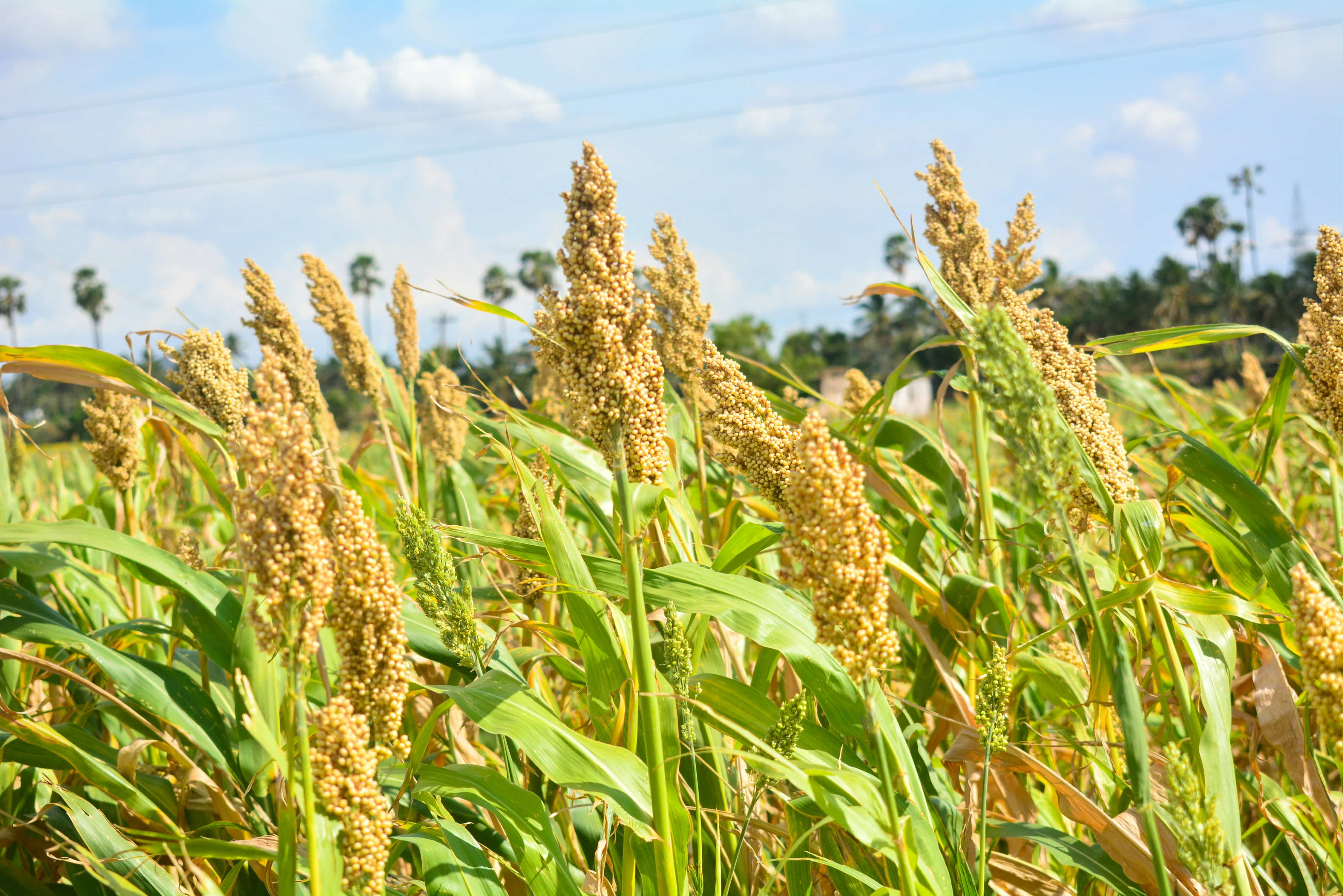 Sorghum